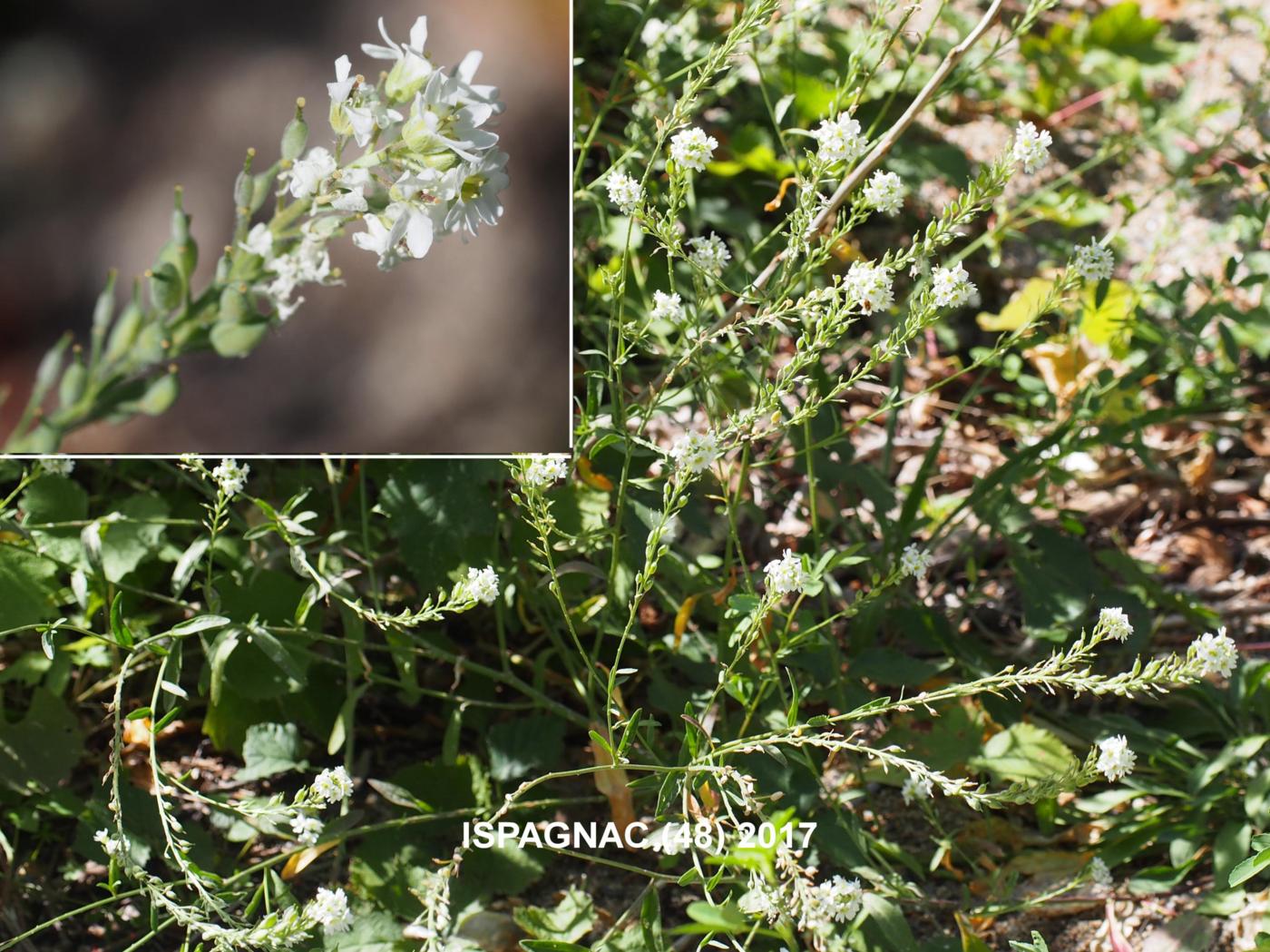 Alyssum, Hoary plant